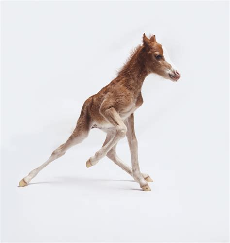 Baby Colt Horse