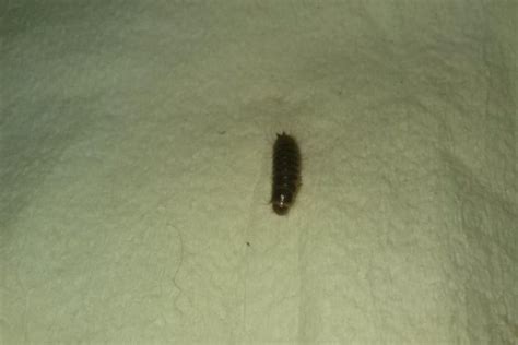 Brown Maggot Like Bug With About Six Legs In Front That Stings