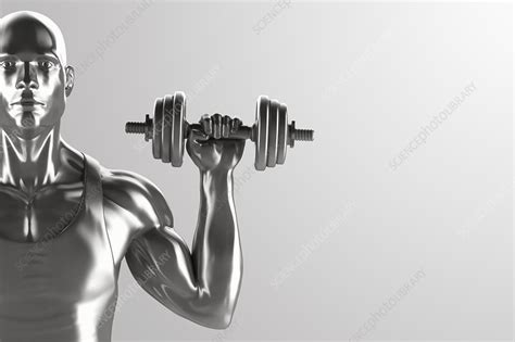 Exercise Workout Artwork Stock Image C0205316 Science Photo Library