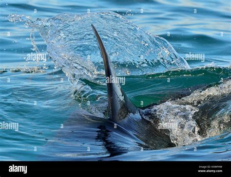 Shark Fin Above Water Hi Res Stock Photography And Images Alamy