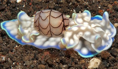 However, their outer beauty hides a deadly inner secret. The bubble snail, a rare Australian visitor - Australian ...