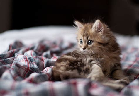 This Is The Worlds Cutest Kitten According To The Internet Aww Viral Circus