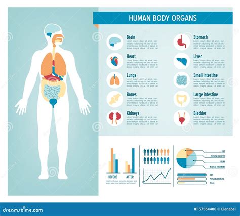 Infographics Del Cuerpo Humano Ilustración Del Vector Ilustración De