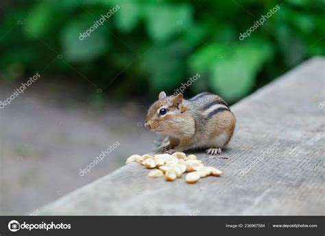Cute Chipmunk Eating Peanuts Stock Photo By ©dianazh 236967584