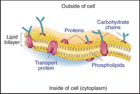 We did not find results for: A fluid mosaic model of the cell membrane. Membrane ...