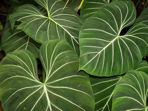13 Big Leaf Houseplants That Make A Statement Big Leaf Plants Big