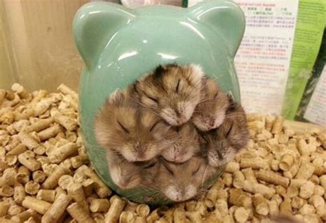 Ball Of Hamsters Teh Cute