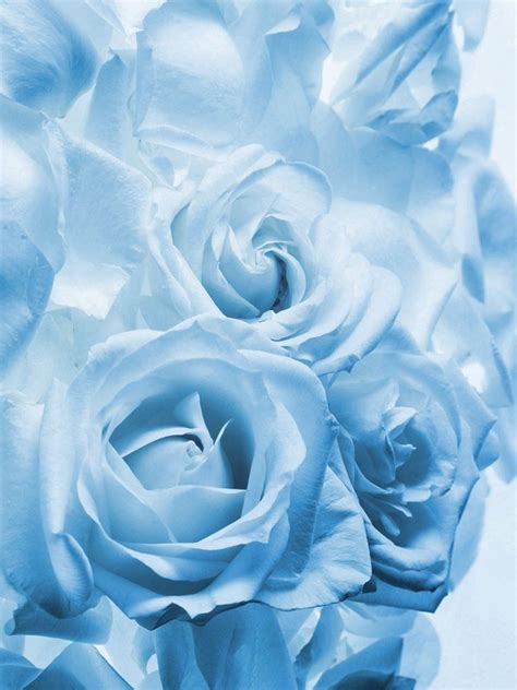 Light Blue Roses Aesthetic 750x1000 Download Hd Wallpaper