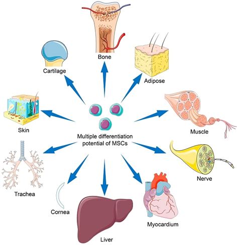 Mesenchymal Stem Cells Mscs A Comprehensive Overview Of Their