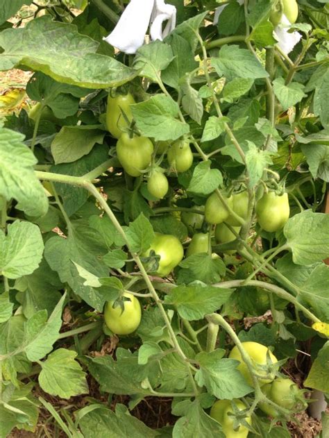 How To Grow Organic Tomatoes In Your Garden Hubpages