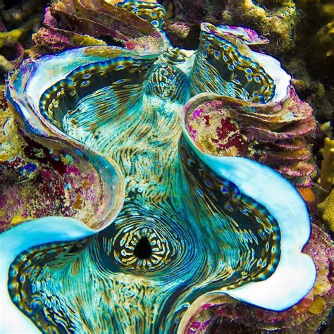 Oceana On Instagram “the Giant Clam Is The Largest Clam In The World The Largest Giant Clam