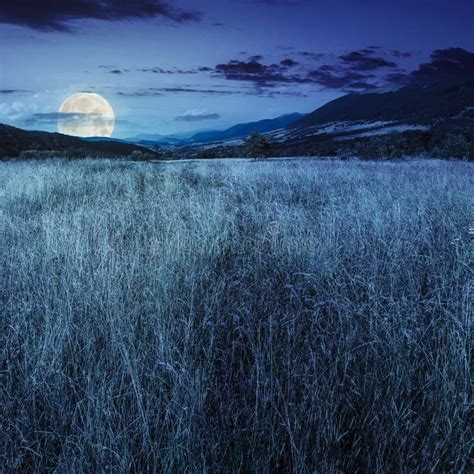 Meadow With High Grass In Mountains At Night Stock Photo Image 49520284