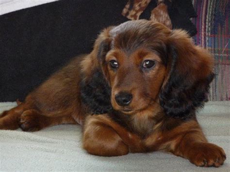 Red Long Haired Dachshund Puppies Pictures Dachshund Puppy Long