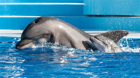 Baby Bottlenose Dolphin Born At Seaworld San Diego Abc7 San Francisco