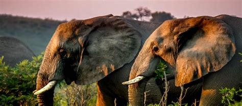 Elephant Information Facts Pictures And Video Learn More Big 5 Info