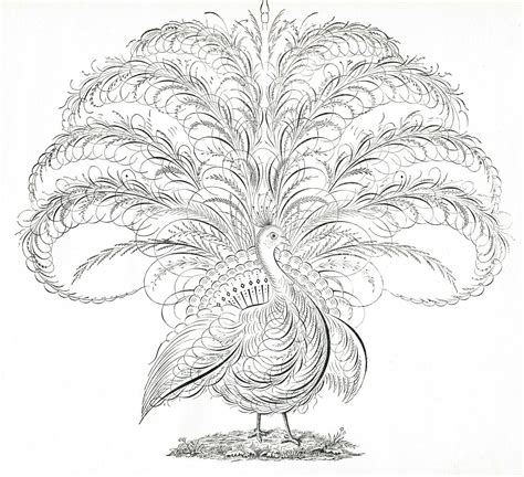 16 Calligraphy Bird Images Pen Flourished Graphics Fairy Flourish