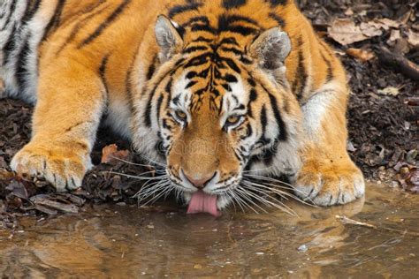Amur Tiger Stock Image Image Of Animal Eyes Look Head 38924025