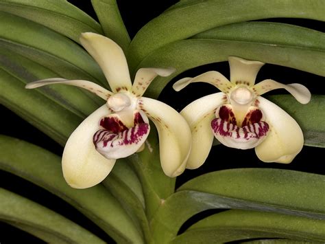 Vanda Pumila Orchideenforum