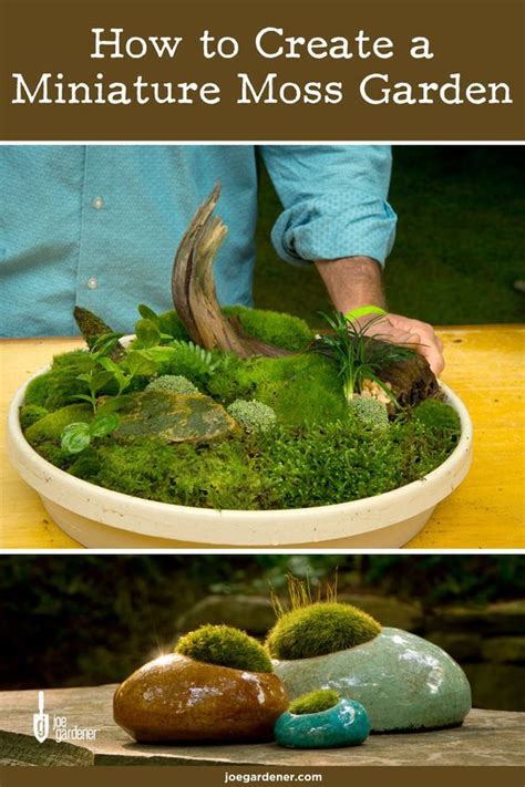 How To Create A Moss Garden Moss Garden Plants Moss Plant