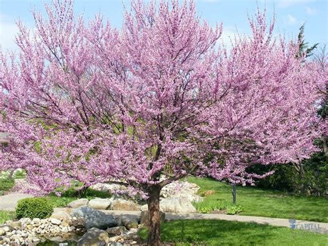 Check spelling or type a new query. Sacramento Landscaping: Deciduous Tree Recommendations ...