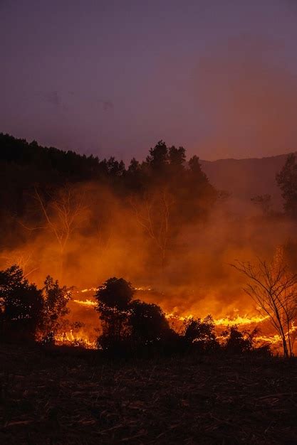 Premium Photo Forest Fire At Nighttime
