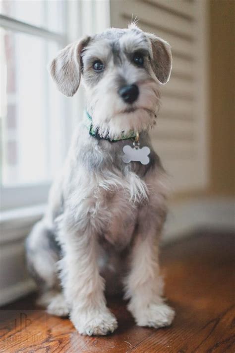 Check out our puppy cut file selection for the very best in unique or custom, handmade pieces from our kids' crafts shops. Schnauzer♥ | Perros schnauzer bebes, Perros snauzer ...