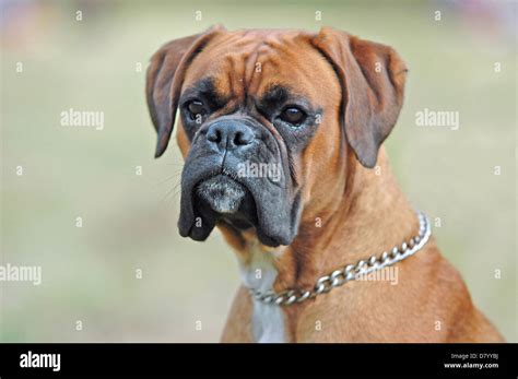 Boxer Dog Portraits Hi Res Stock Photography And Images Alamy