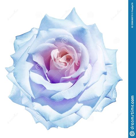 Light Blue Rose Flower On White Isolated Background With Clipping Path