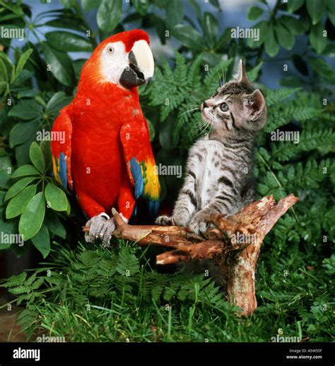 Animal Friendship Domestic Kitten And Parrot Stock Photo Alamy