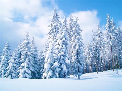 Blue Sky Over Snow Covered Trees Image Abyss