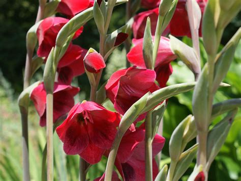 Gladioli Are Among The Best Bulbs To Plant Now For Flowers Next June
