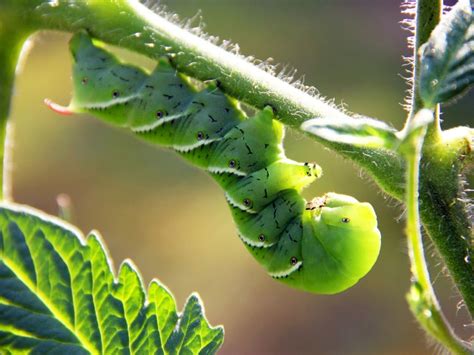 Tomato Hornworms How To Get Rid Of Tomato Caterpillars