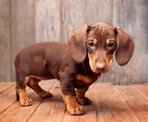 Top 10 Cutest Puppies In The World