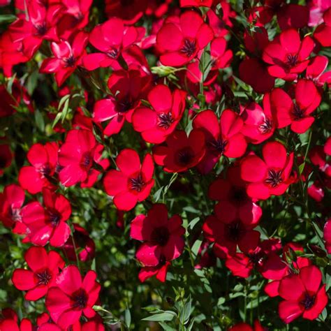 Hørfrø Linum Rubrum Scarlet Flax Wildflower Seed Online Stream