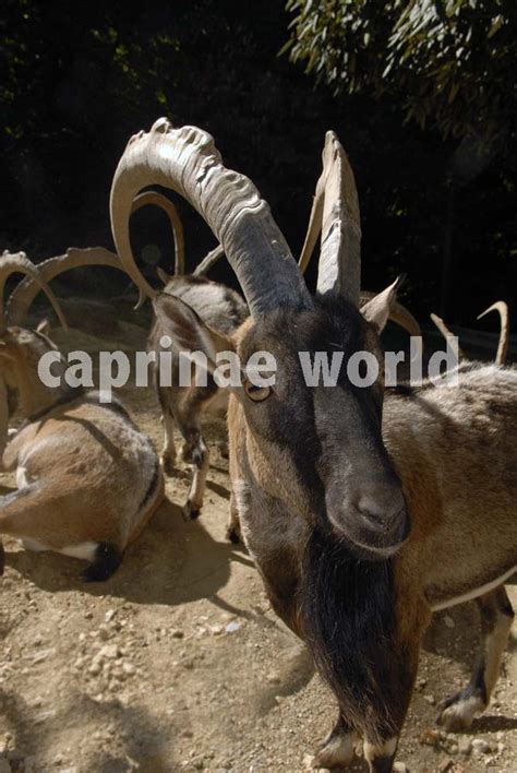 The Illustrated Dictionary Of Caprinae Horns Ralfs Wildlife And Wild