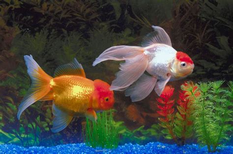 Popular Types of Freshwater Aquarium Fish | Best Living ...