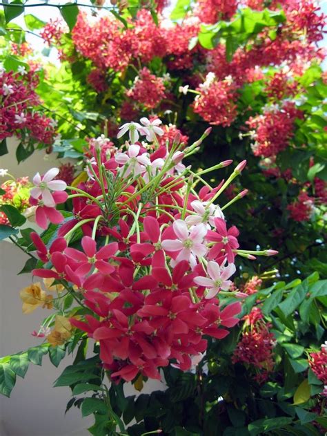 Picuala Flowers Nature Exotic Flowers Amazing Flowers Beautiful