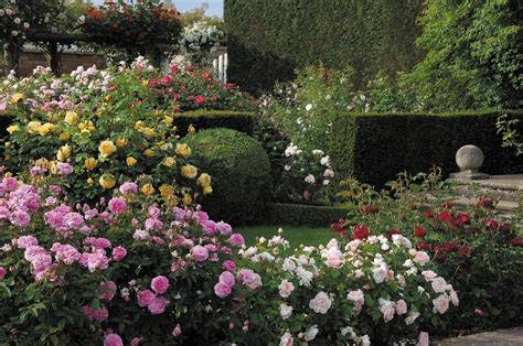 David Austin English Roses Are Hardy Lovely And Fragrant After Having
