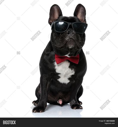 Cool French Bulldog Image And Photo Free Trial Bigstock