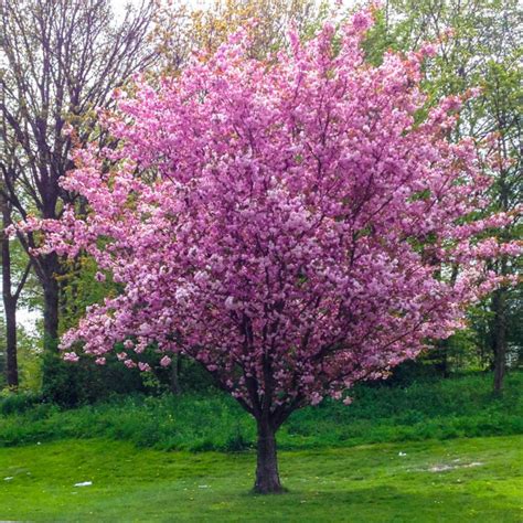 Cherry blossom trees can be identified by the number and colour of their petals and their flowering sequence in spring. Weeping Willow Tree in Full Bloom, pink flowers — Stock ...