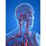 Vascular System Artwork  Stock Image F004/7495 Science Photo Library