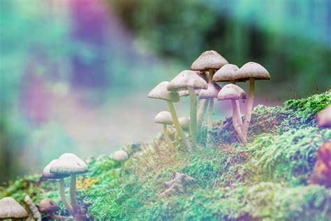 best areas to forage for psychedelic mushrooms in the united states psychedelic spotlight