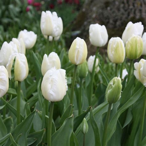 Buy Parrot Tulip Bulbs Tulipa White Parrot Delivery By Waitrose