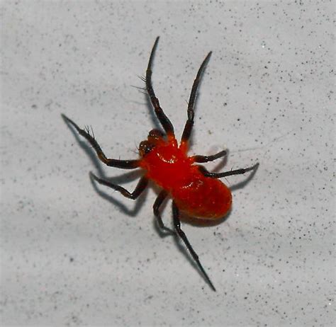 Spider Hypsosinga Rubens Bugguidenet