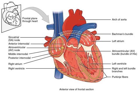 External Structure Of Heart Anatomy Diagram Anatomy Anterior View Image