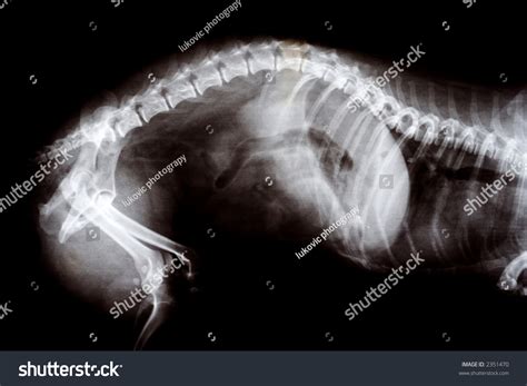 Xray Image Pregnant Cat Stock Photo 2351470 Shutterstock