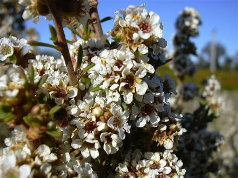 Fragonia Essential Oil For Natural Perfumery From