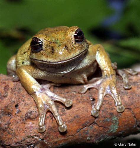 Common Mexican Tree Frog Alchetron The Free Social Encyclopedia