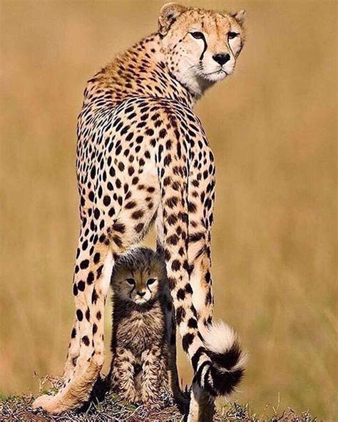 Mommy cat calling for her kittens. Mama Cheetah & her mini me baby... | Animals beautiful ...