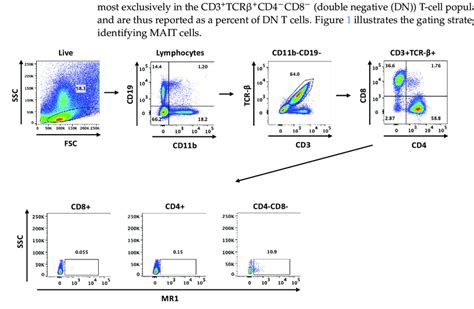 Flow Cytometry Gating Strategy For The Detection Of Mait Cells In The